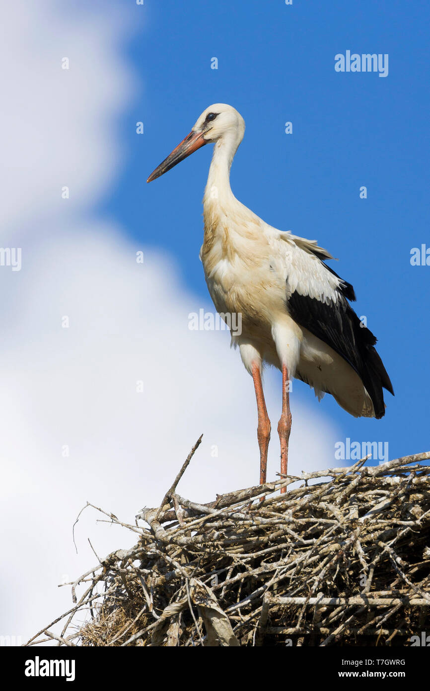 White Stork (Ciconia ciconia), juvenile ready to fledge standing on the edge of the nest Stock Photo