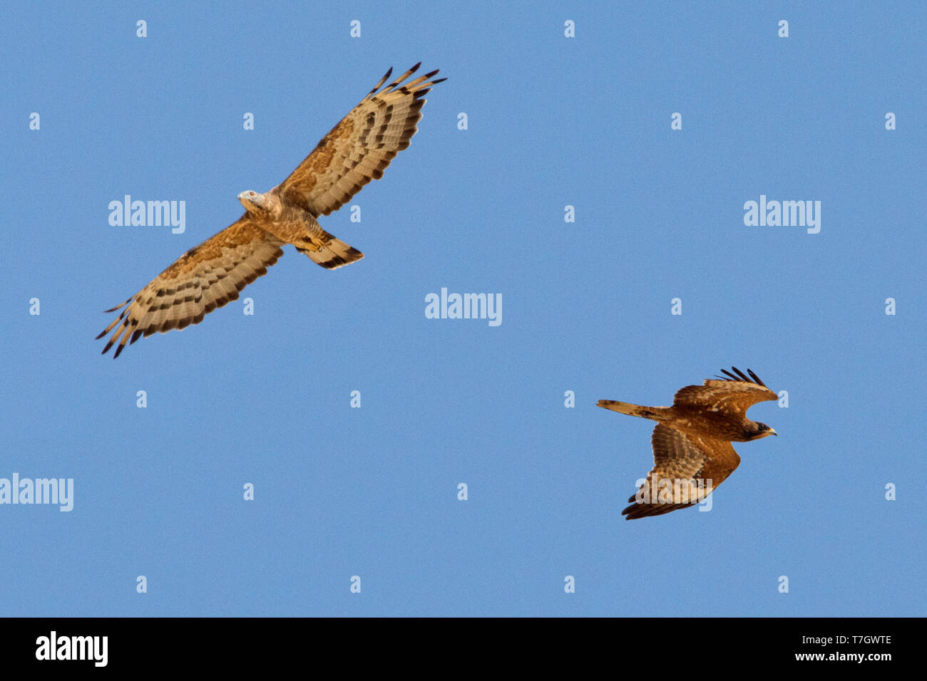 Oriental Honey Buzzard (Pernis ptilorhynchus orientalis), adult male and juvenile in flight showing underparts Stock Photo