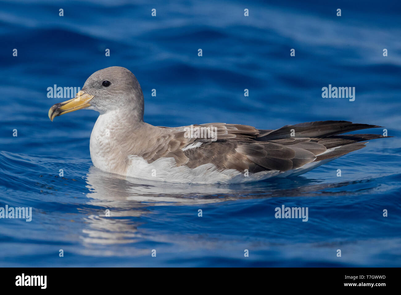 Scopoli's Shearwater (Calonectris diomedea), side view of an adult sitting on the water Stock Photo