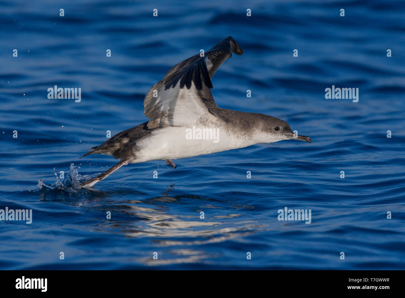 Yelkouan Shearwater (Puffinus yelkouan), side view of an individual taking off from the sea in Italy Stock Photo