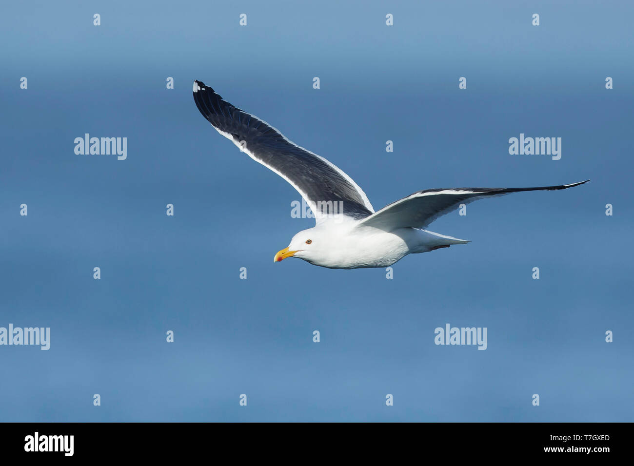 Adult Western Gull (Larus occidentalis) in flight with pacific ocean as a background in San Diego County, California. Stock Photo