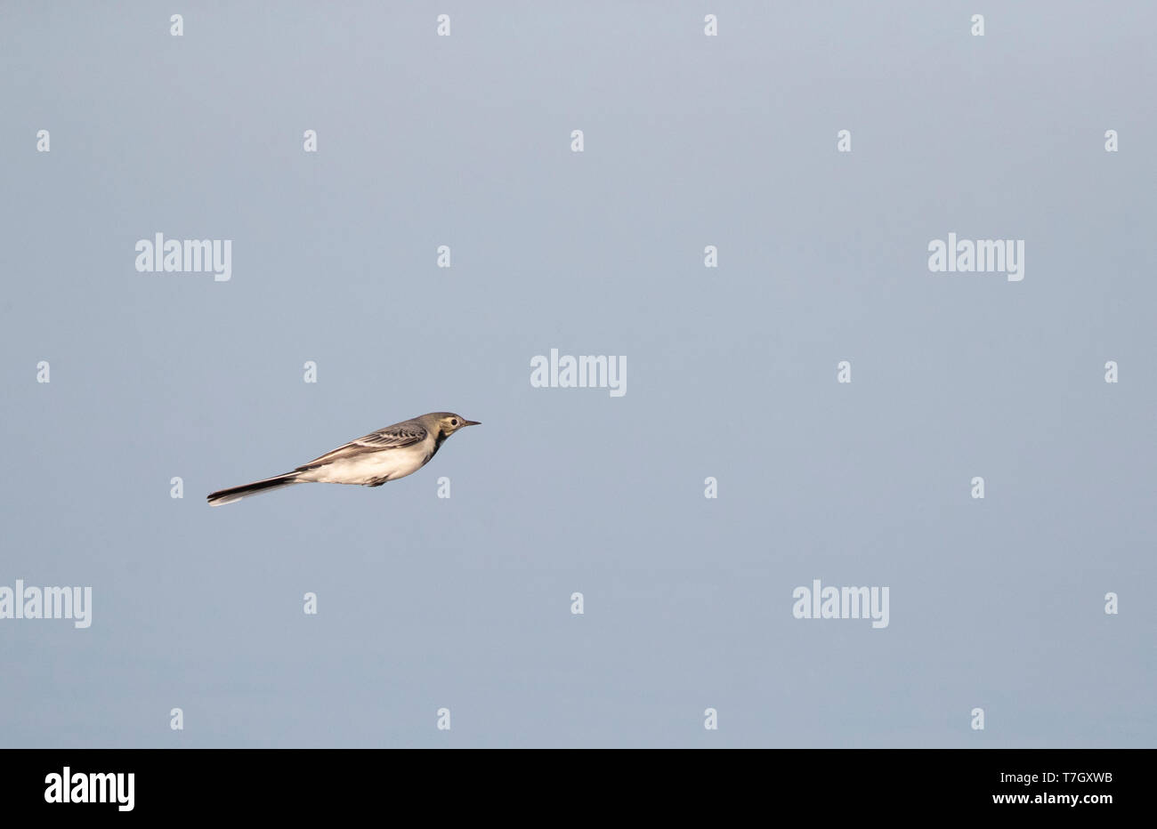 White Wagtail (Motacilla alba alba) during autumn migration in Lake Durankulak along the Black sea coast in northern Bulgaria. Flying low over a lake, Stock Photo