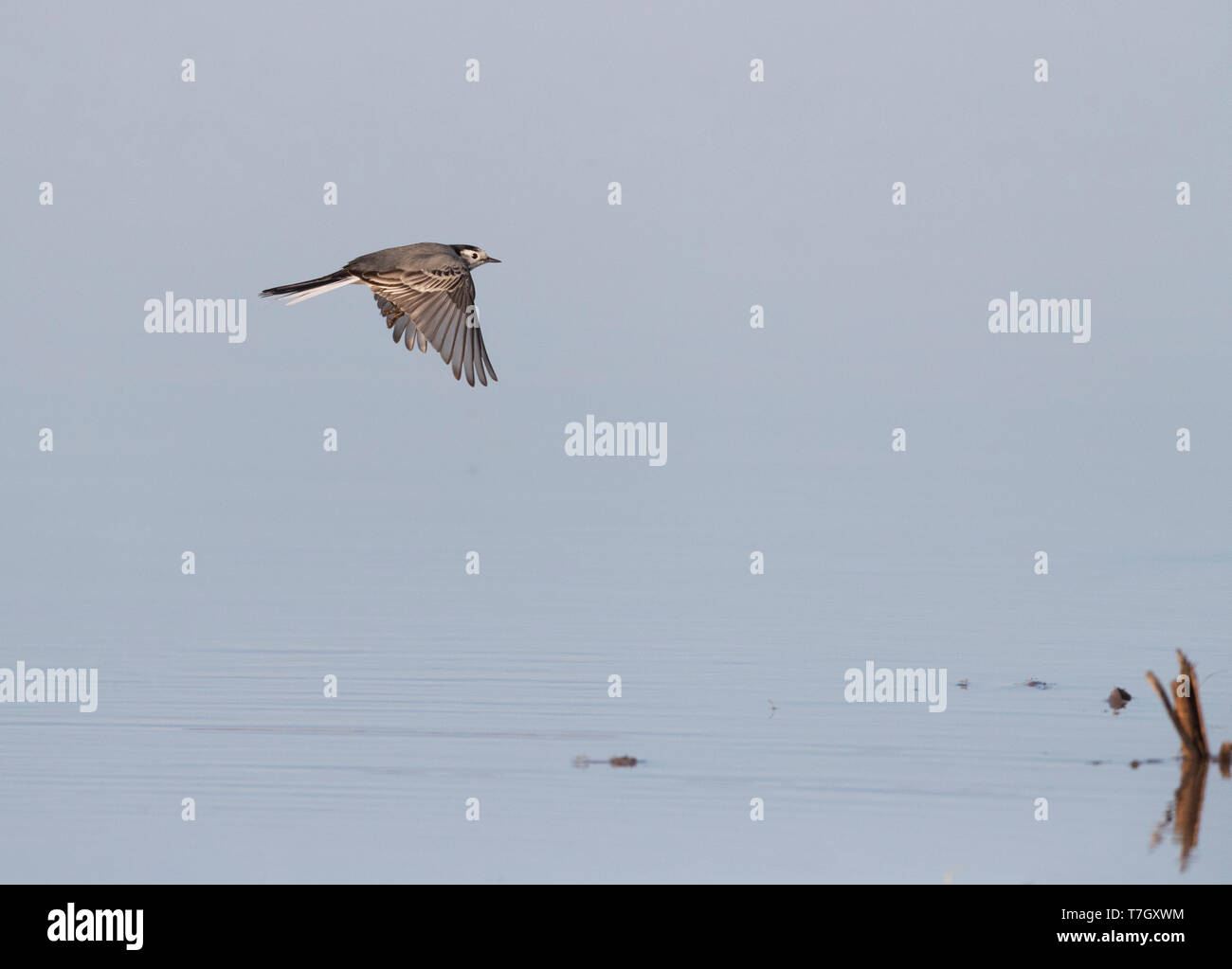 White Wagtail (Motacilla alba alba) during autumn migration in Lake Durankulak along the Black sea coast in northern Bulgaria. Flying low over a lake. Stock Photo