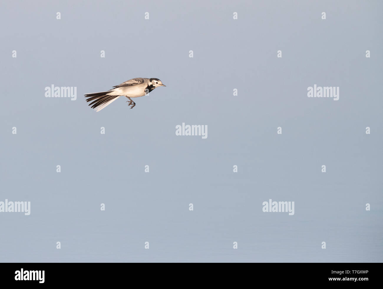 White Wagtail (Motacilla alba alba) during autumn migration in Lake Durankulak along the Black sea coast in northern Bulgaria. Flying low over a lake  Stock Photo