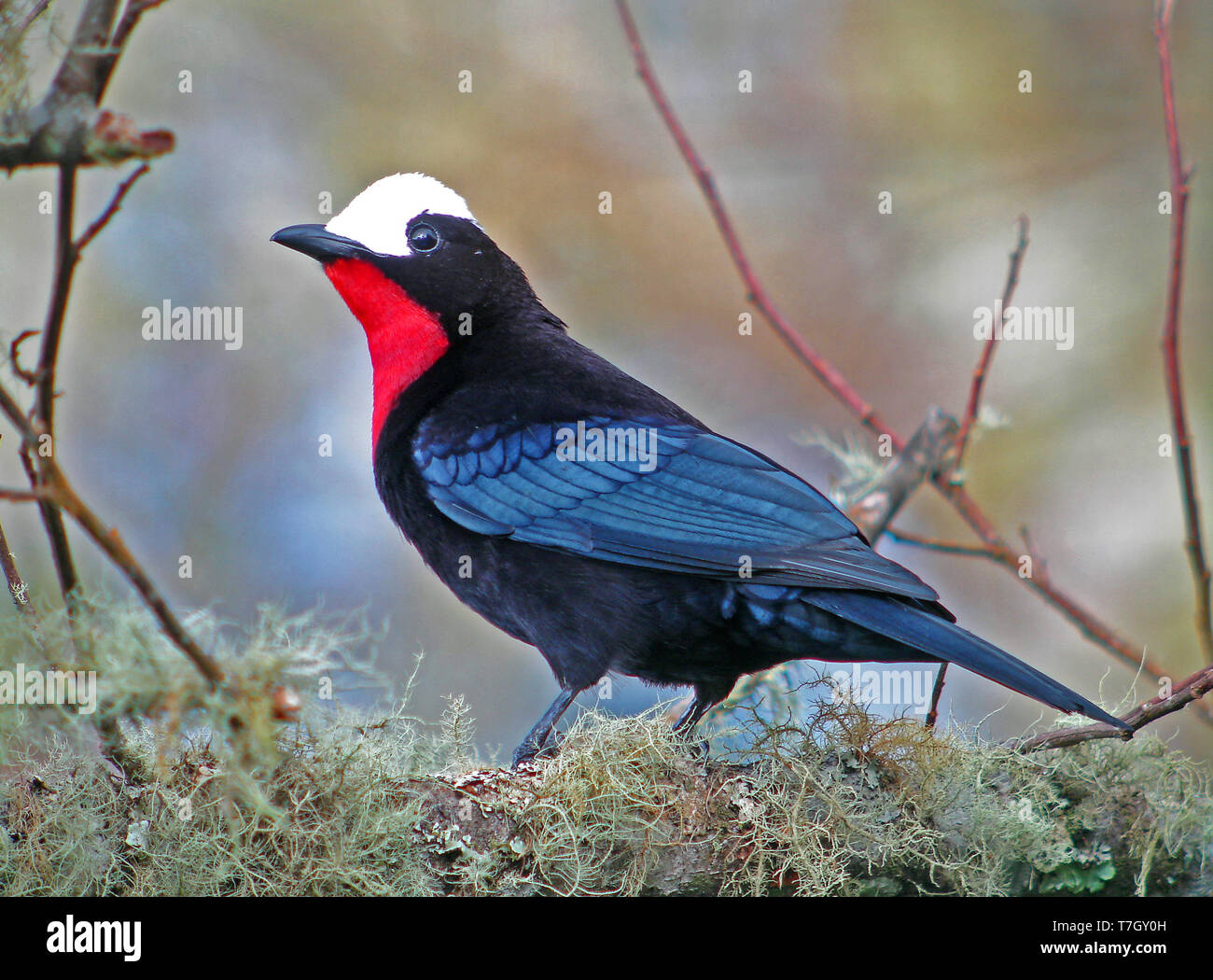 White-capped Tanager (Sericossypha albocristata) perched in humid forest in Andes in Colombia. Stock Photo