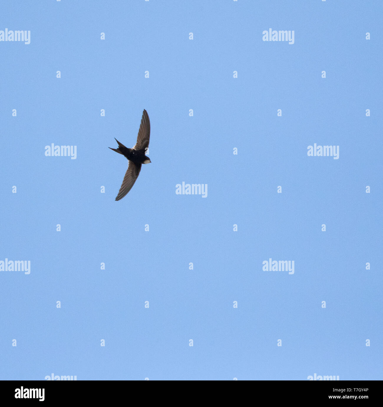 White-rumped Swift (Apus caffer) in flight in central Spain during summer time. Flying overhead, seen from below. Stock Photo