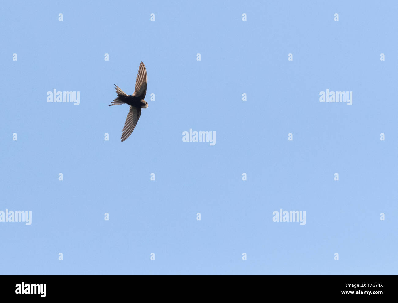 Adult White-rumped Swift (Apus caffer) in flight in central Spain during summer time. Seen from below. Stock Photo