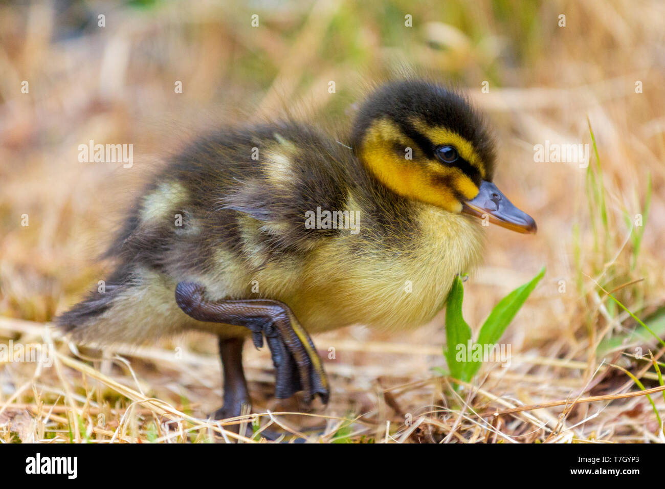 Cute Innocent Yellow Duckling Stock Photo