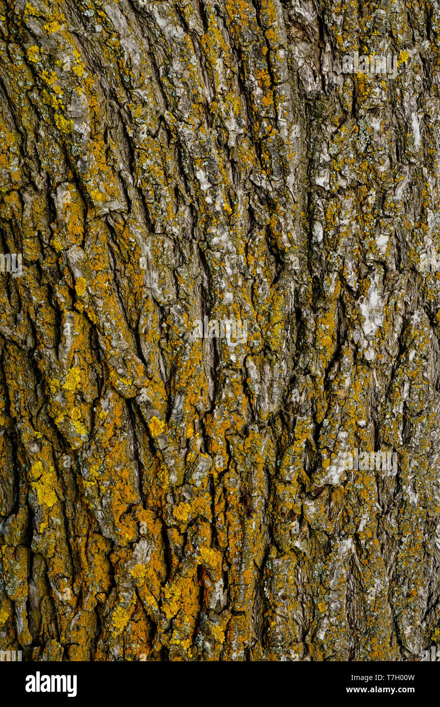 Yellow organic patterns on the tree trunk Stock Photo