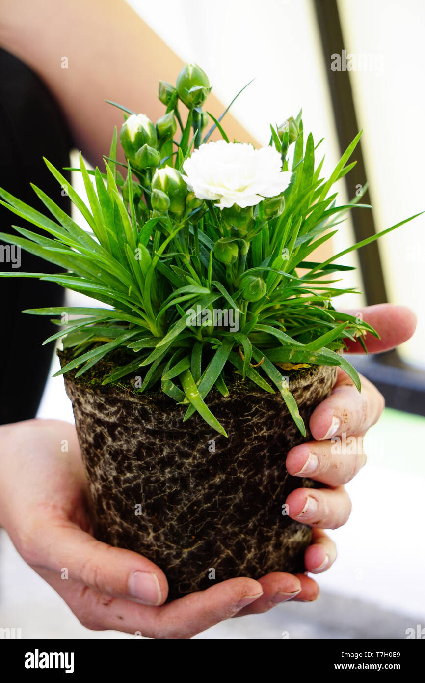 Planting basil hi-res stock photography and images - Alamy