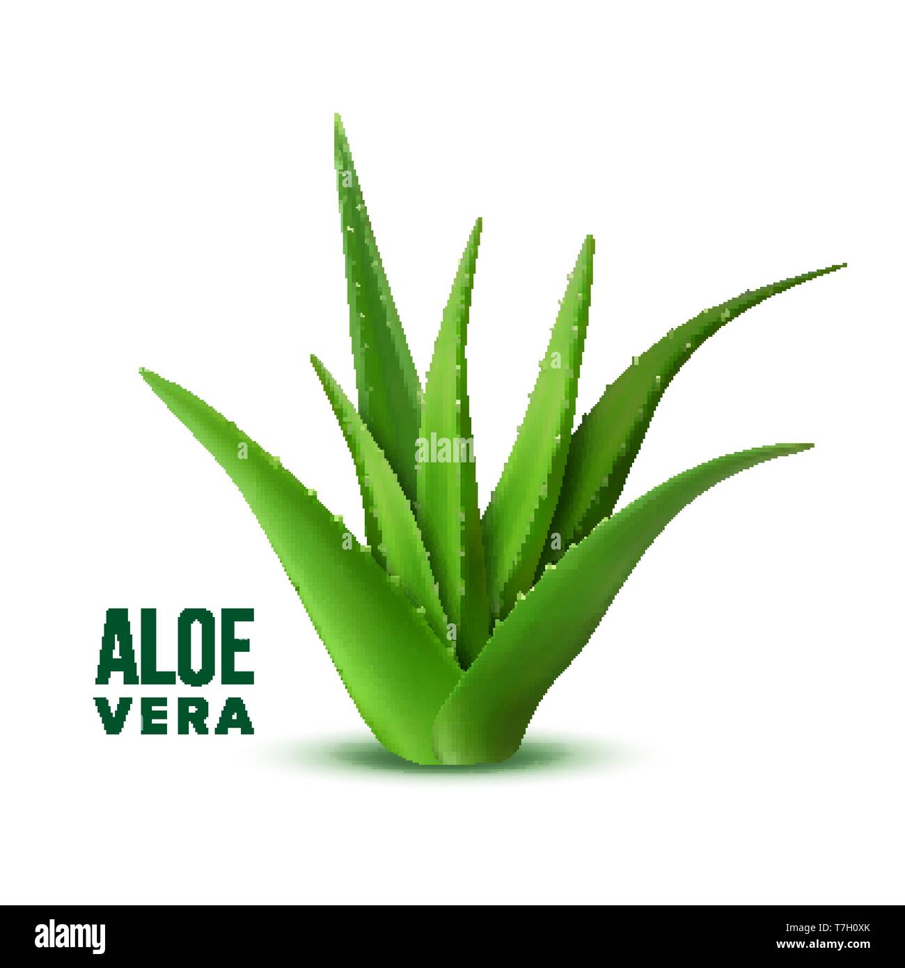 Natural Vitamin Healthy Plant Aloe Vera Vector Stock Vector Image & Art