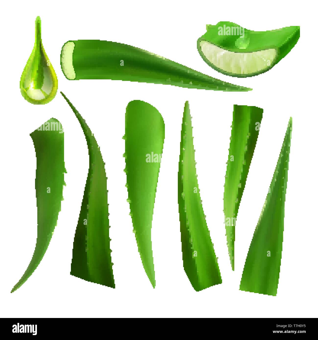 Medical Succulent Aloe Vera Elements Set Vector Stock Vector Image And Art Alamy 1881