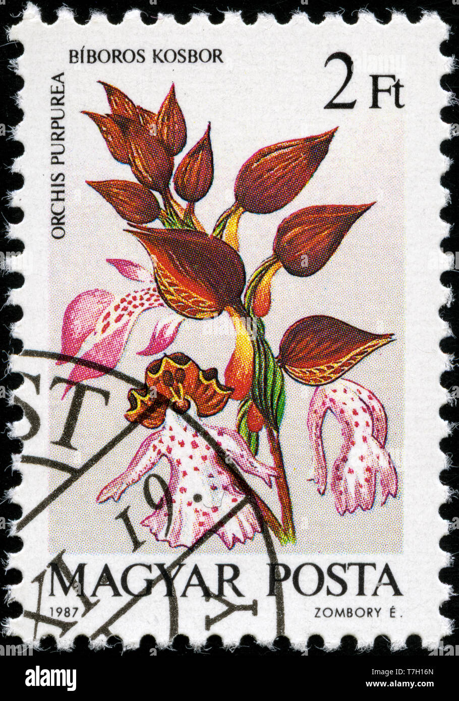Postage stamp from Hungary in the Orchids series issued in 1987 Stock Photo