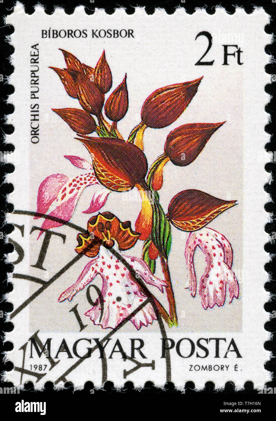 Postage stamp from Hungary in the Orchids series issued in 1987 Stock ...