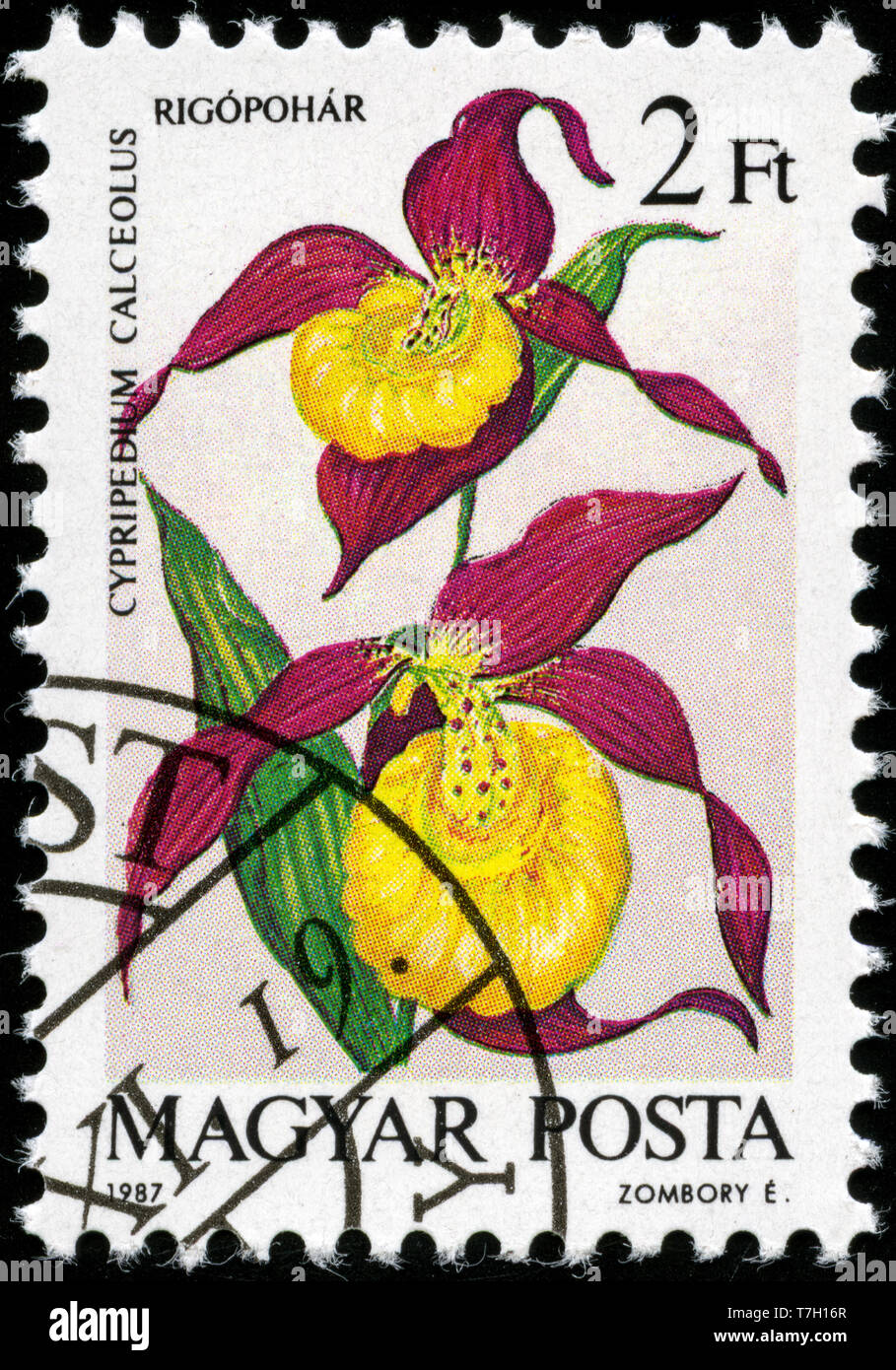 Postage stamp from Hungary in the Orchids series issued in 1987 Stock Photo