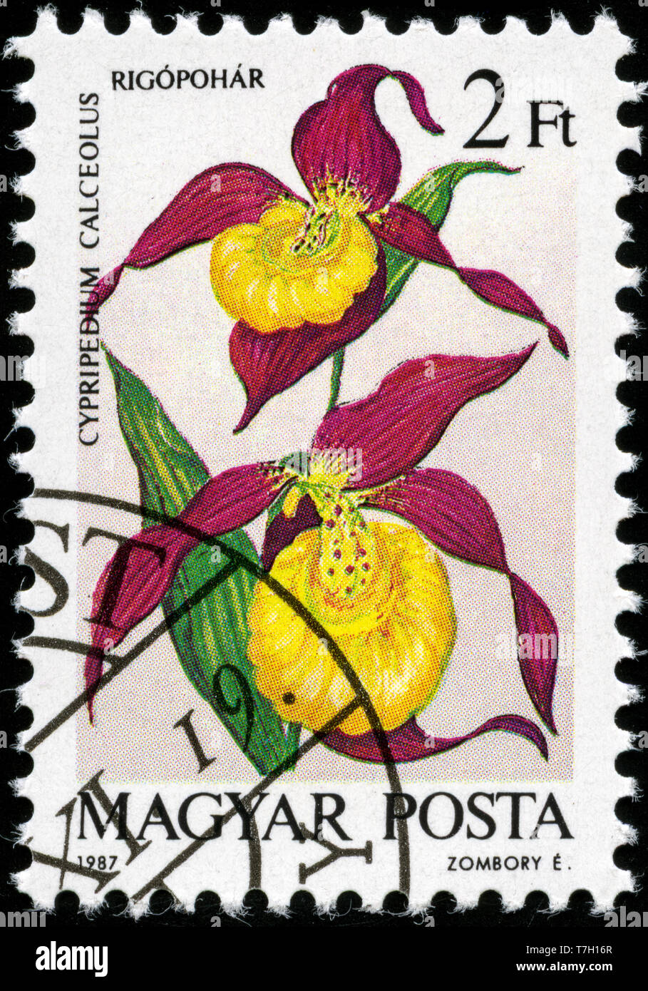 Postage stamp from Hungary in the Orchids series issued in 1987 Stock ...