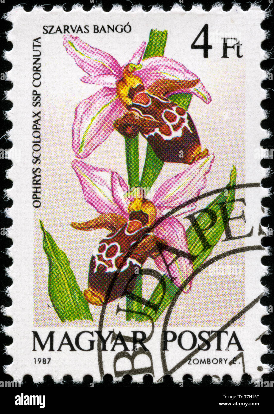 Postage stamp from Hungary in the Orchids series issued in 1987 Stock ...