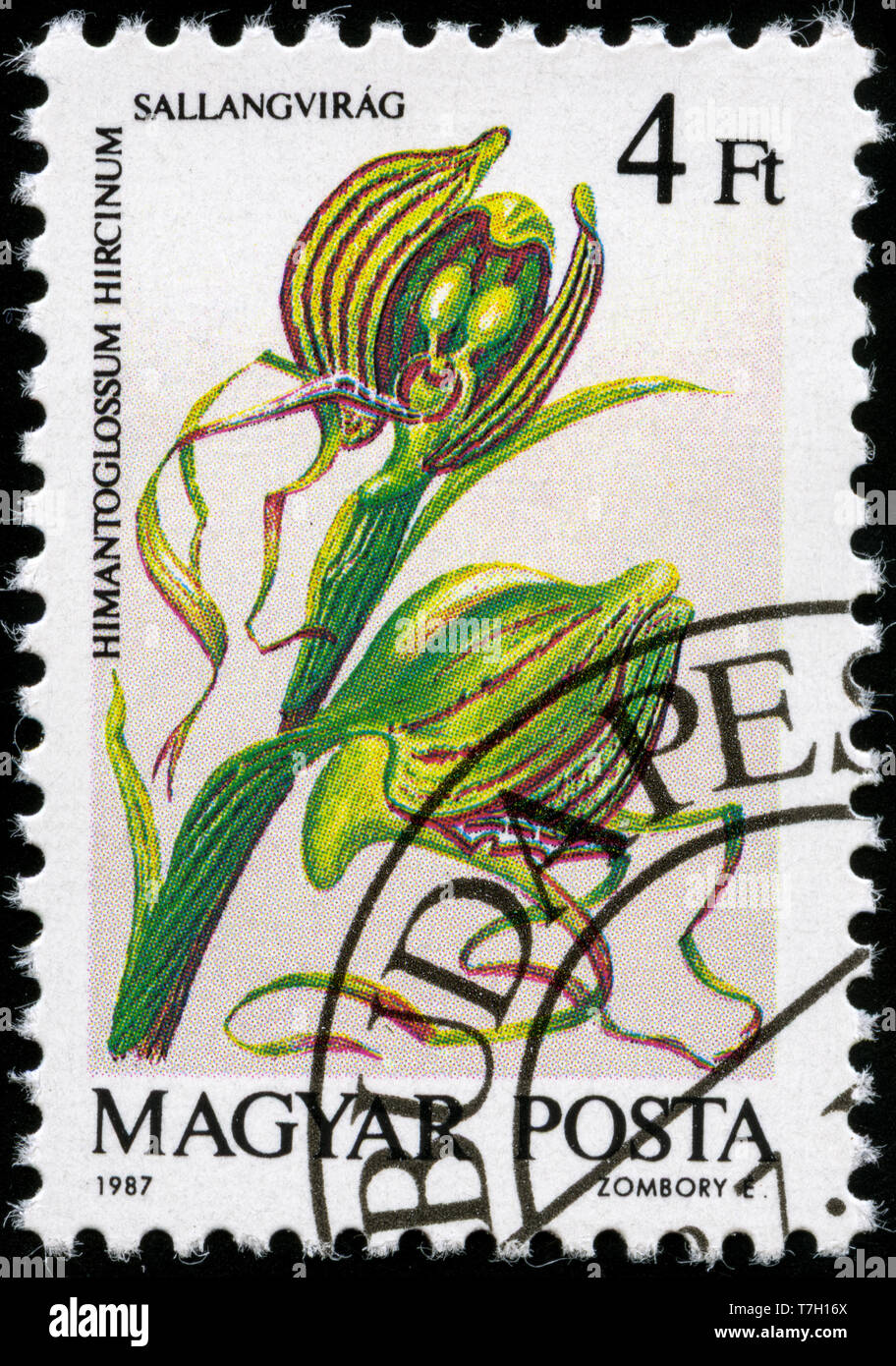 Postage stamp from Hungary in the Orchids series issued in 1987 Stock ...