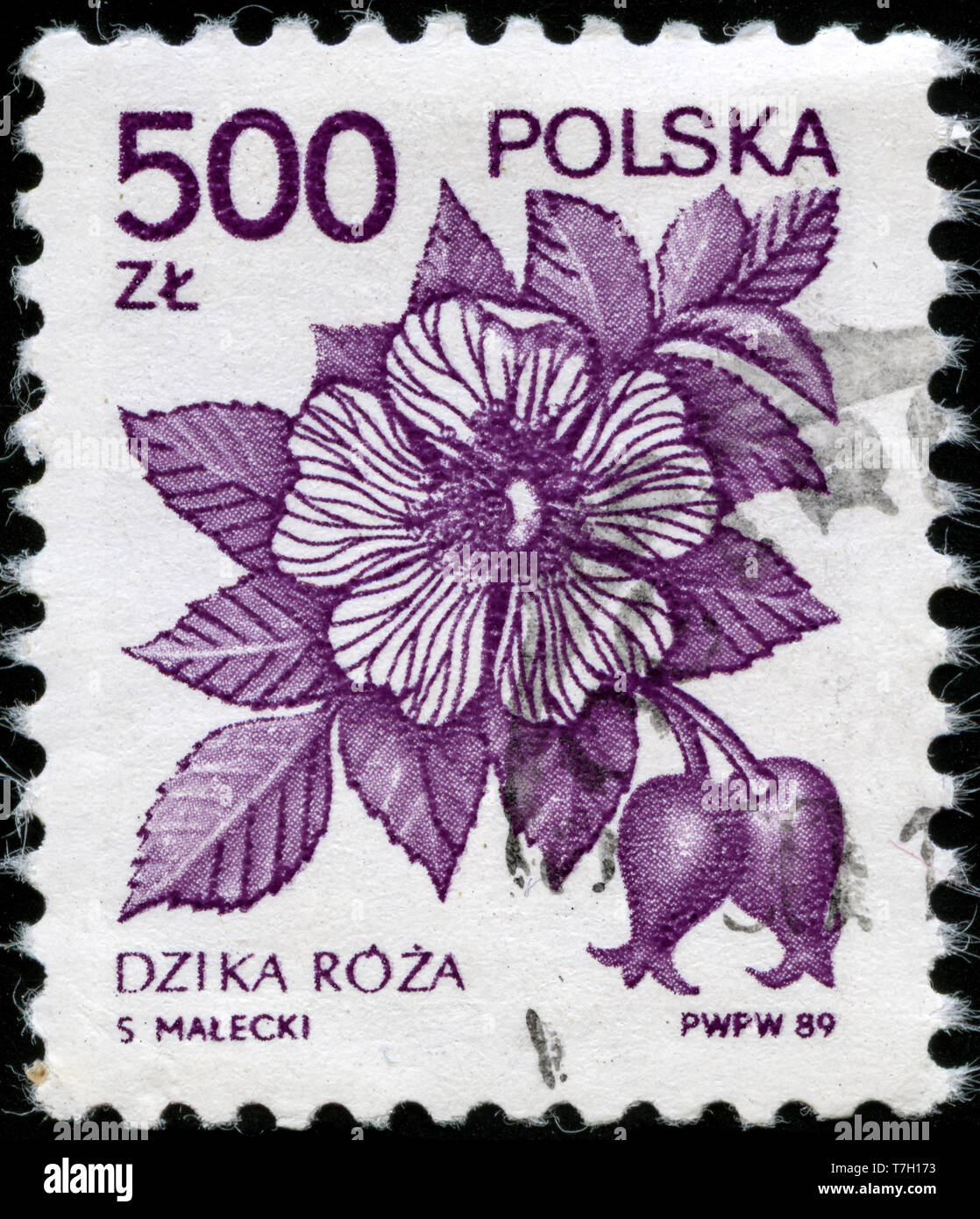 Postage stamp from Poland in the Medicinal Plants series issued in 1989 Stock Photo