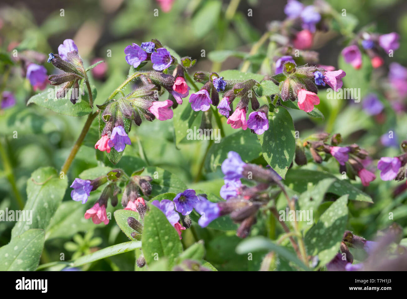 Echtes Lungenkraut, Kleingeflecktes Lungenkraut, Geflecktes Lungenkraut, Lungenkraut, Pulmonaria officinalis, Lungwort, common lungwort, Mary's tears, Stock Photo