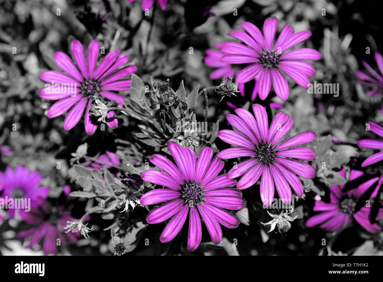 Purple daisies Stock Photo Alamy