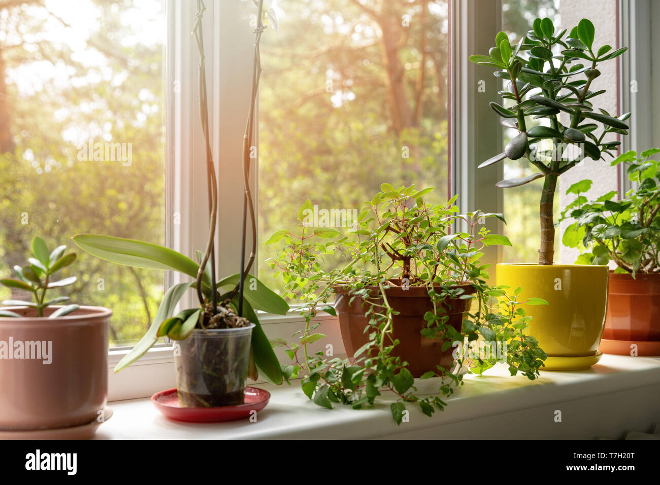 potted indoor plants on sunny home windowsill Stock Photo