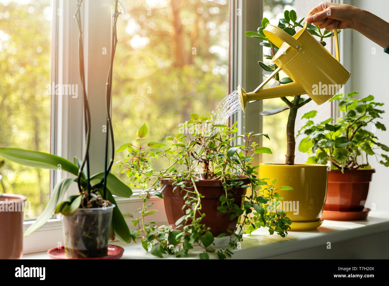 hand with water can watering indoor plants on windowsill Stock Photo