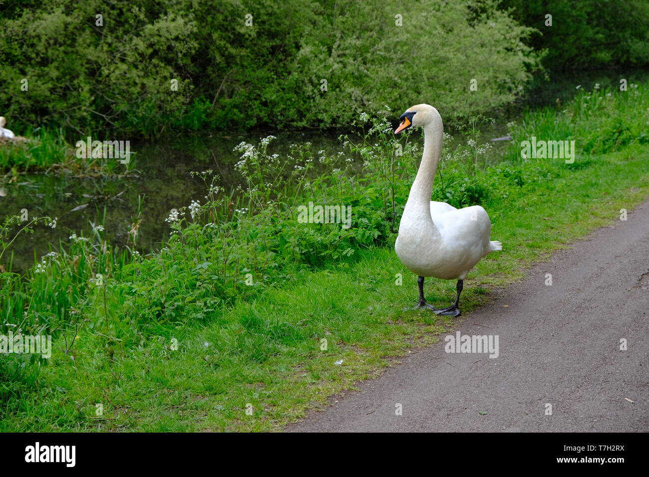 Swan  on canal bank Stock Photo