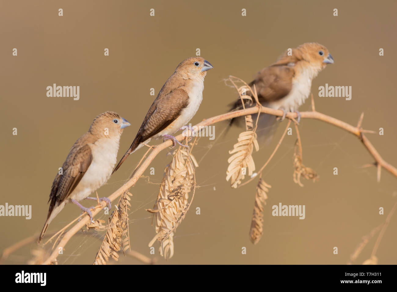 African Silverbill (Euodice cantans), small flock perched on a branch Stock Photo