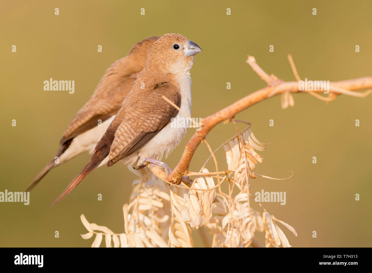 African Silverbill (Euodice cantans), two individuals perched on a branch Stock Photo