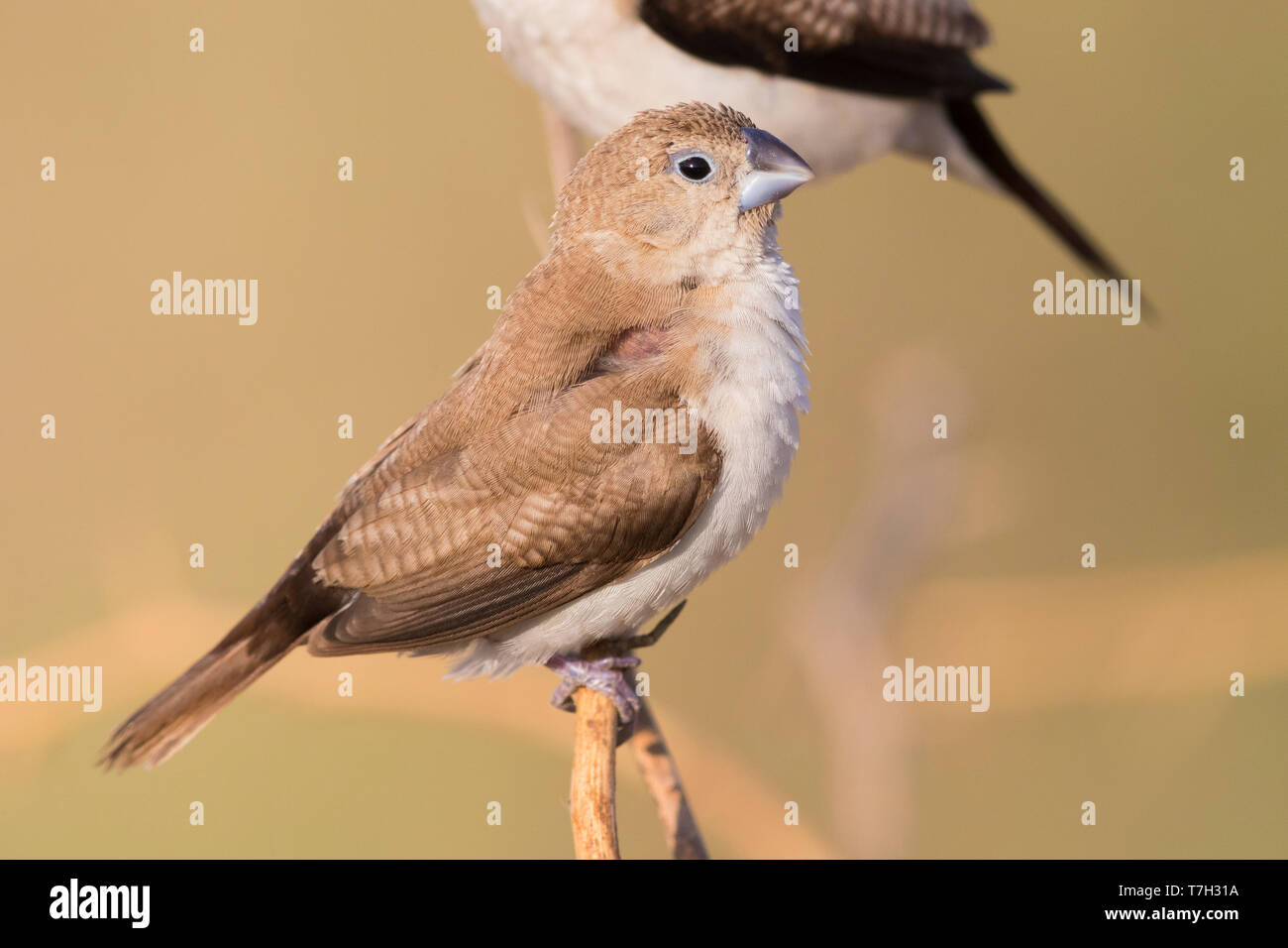 African Silverbill (Euodice cantans), single individual perched on a branch Stock Photo