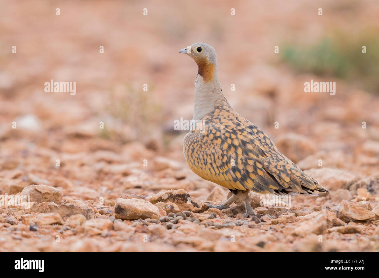 Black-bellied Sandgrouse (Pterocles orientalis), adult male standing on the ground Stock Photo