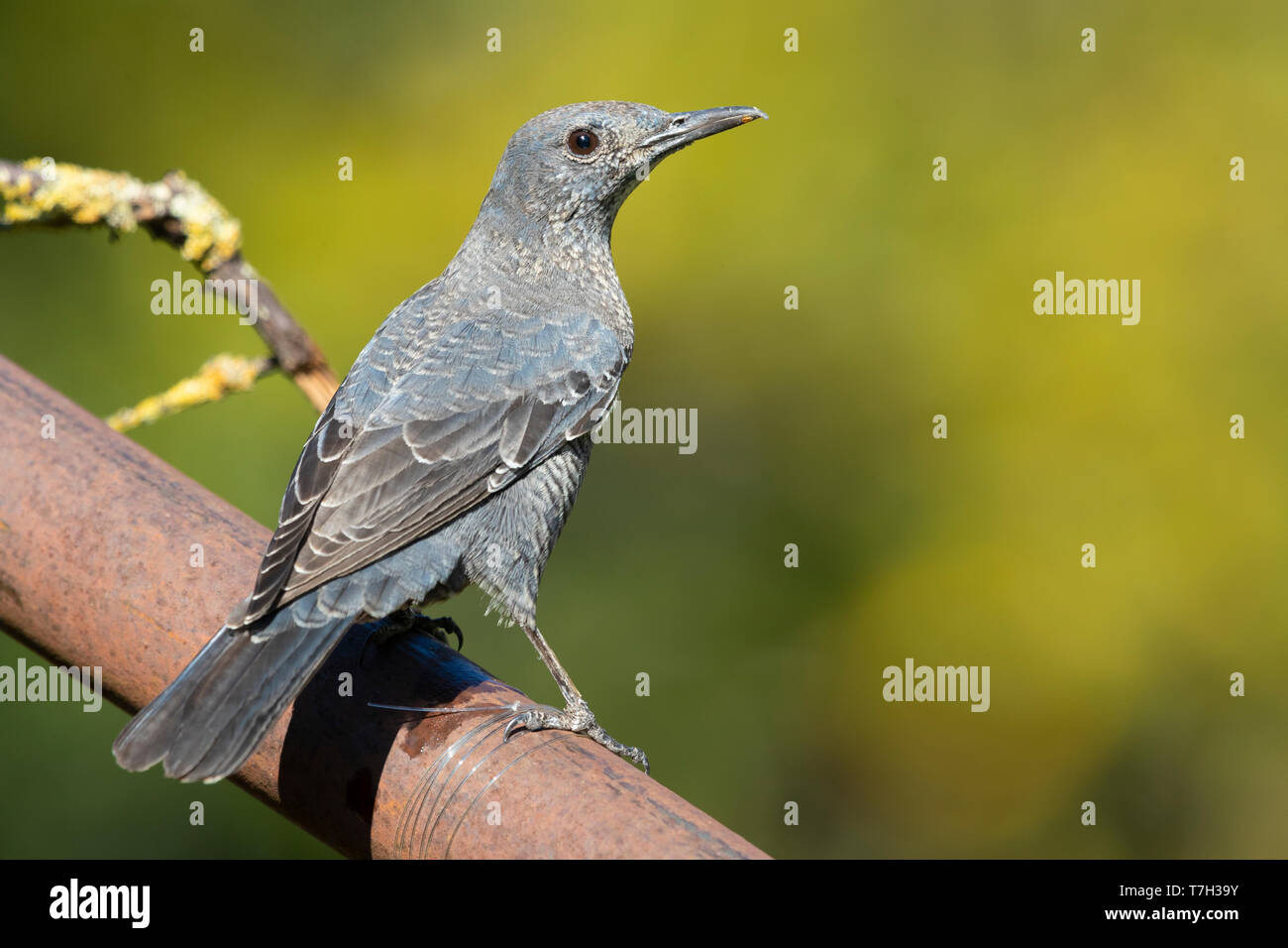 Blue Rock Thrush (Monticola solitarius), immature male seen from back ...