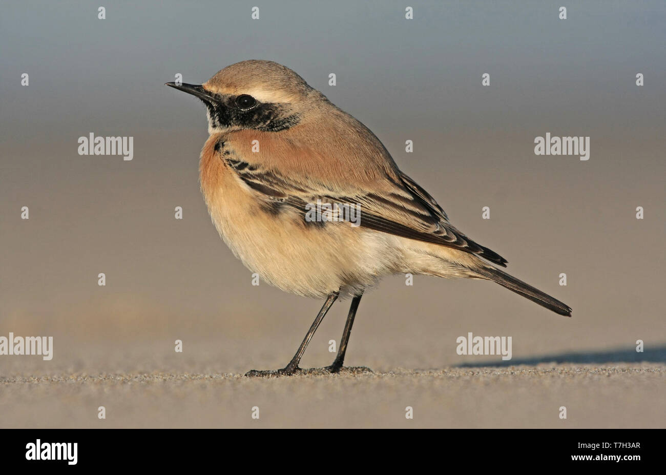 Desert Wheatear (Oenanthe deserti), first-winter male standing, seen from the side. Stock Photo