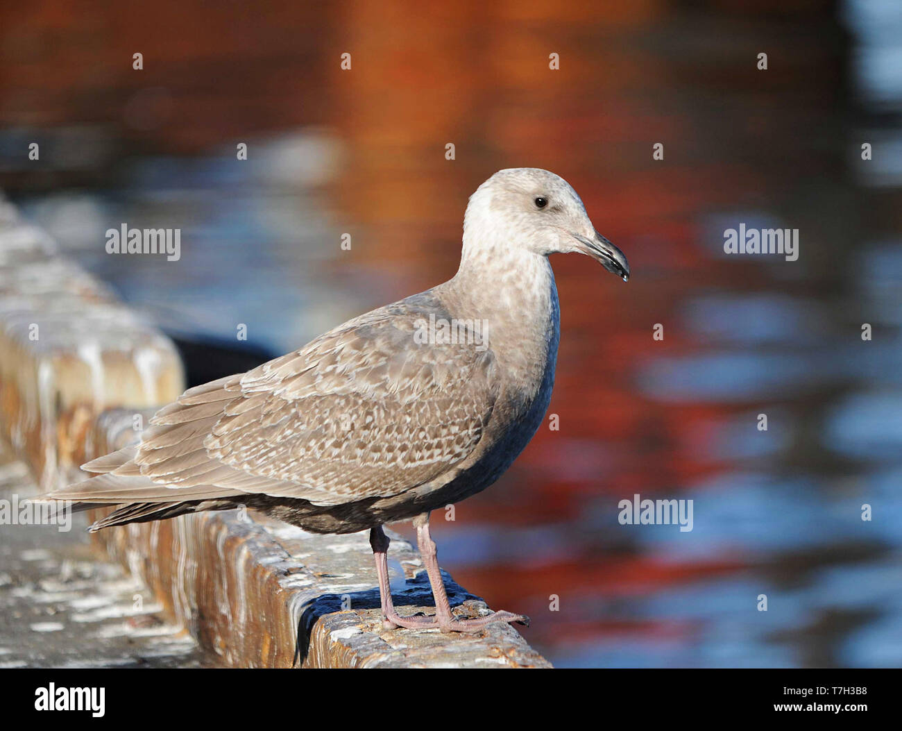 First-winter Glaucous-winged Gull (Larus glaucescens) wintering in harbour of Hokkaido, Japan. Standing on the pier. Stock Photo