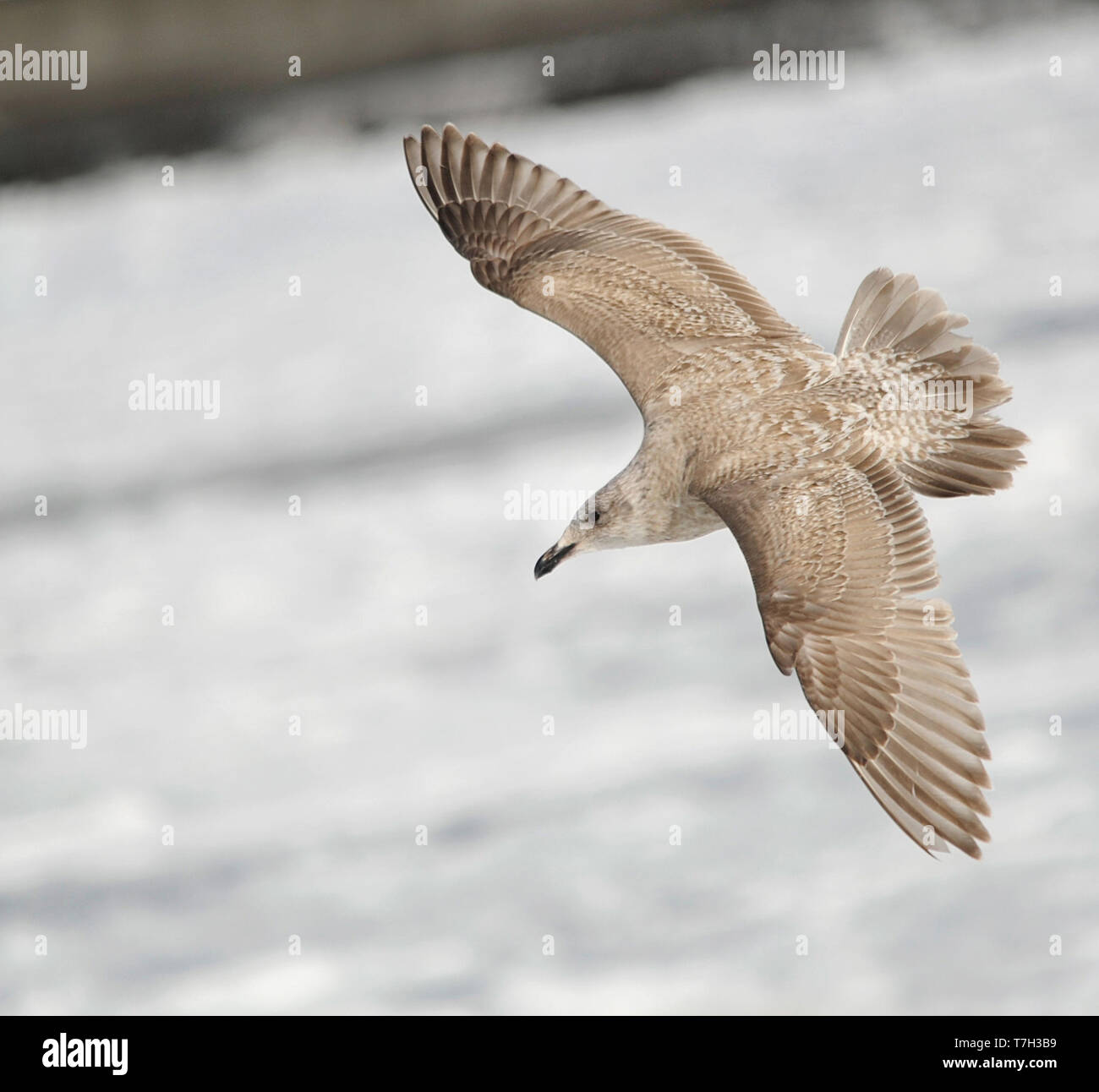 First-winter Glaucous-winged Gull (Larus glaucescens) wintering in harbour of Hokkaido, Japan. In flight, showing upper wing Stock Photo