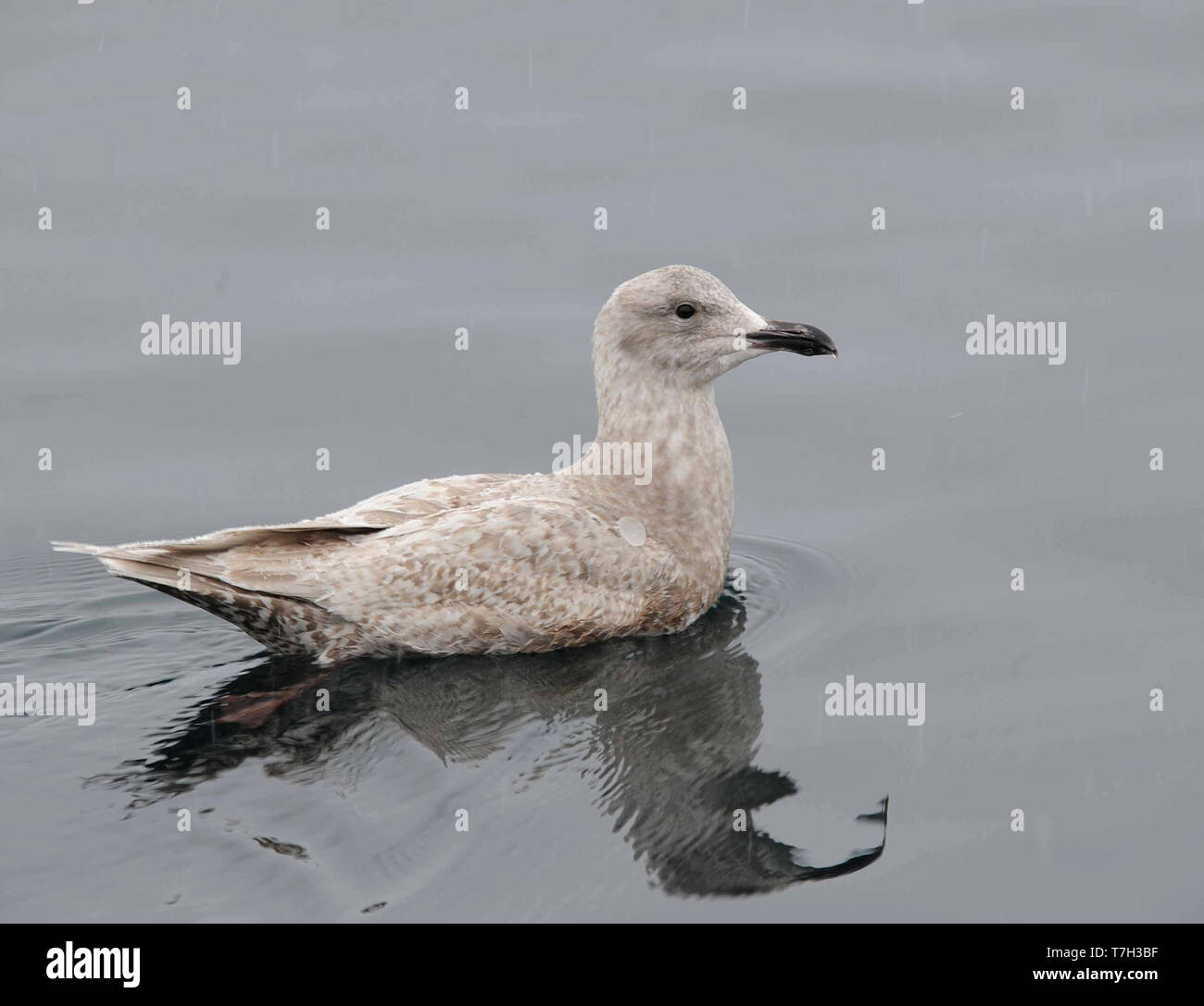 First-winter Glaucous-winged Gull (Larus glaucescens) swimming in the harbour of Rausu in Hokkaido, Japan. Stock Photo