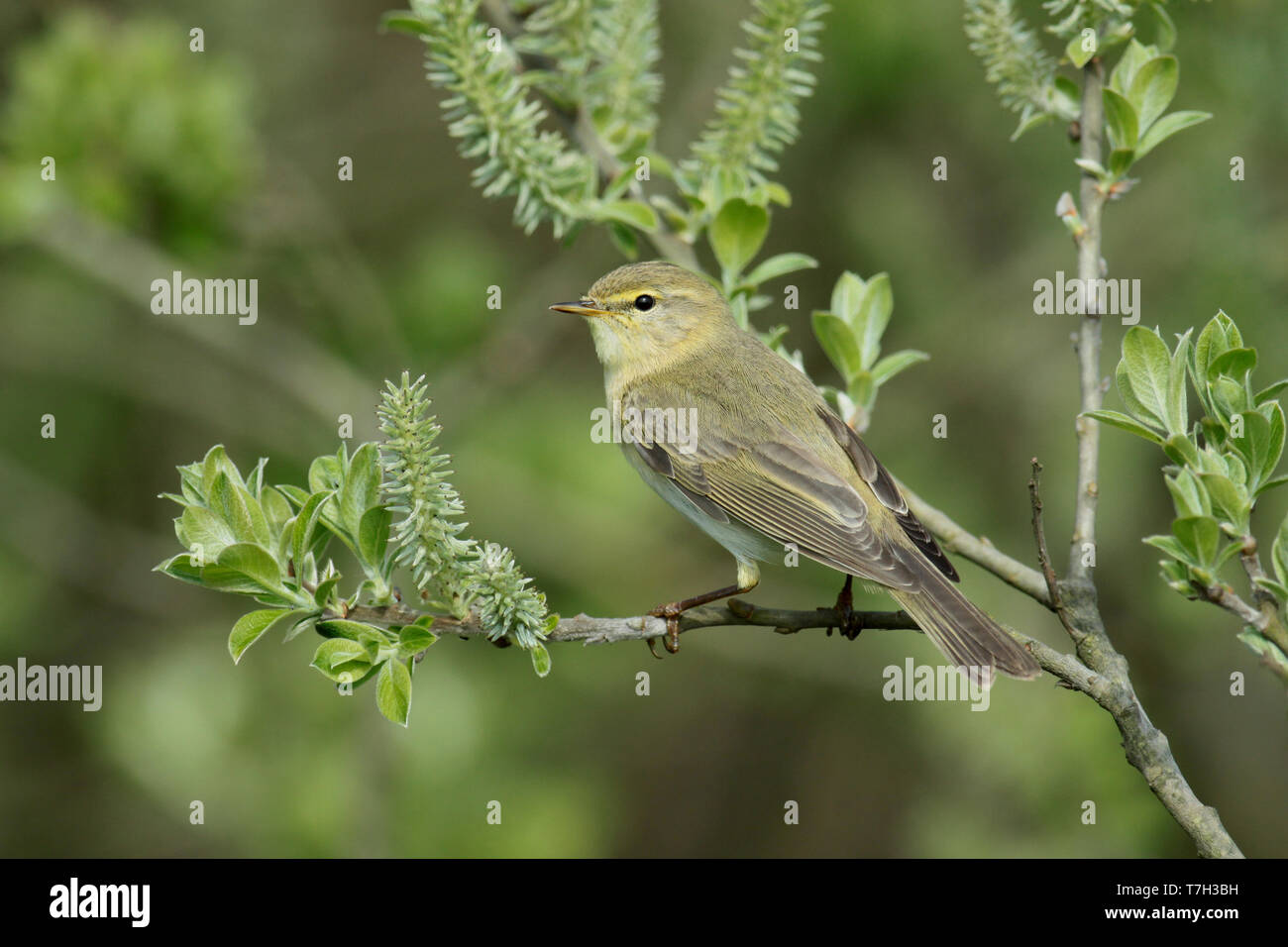 Willow Warbler (Phylloscopus trochilus) in spring, adult sitting on a branche, seen from the side. Stock Photo