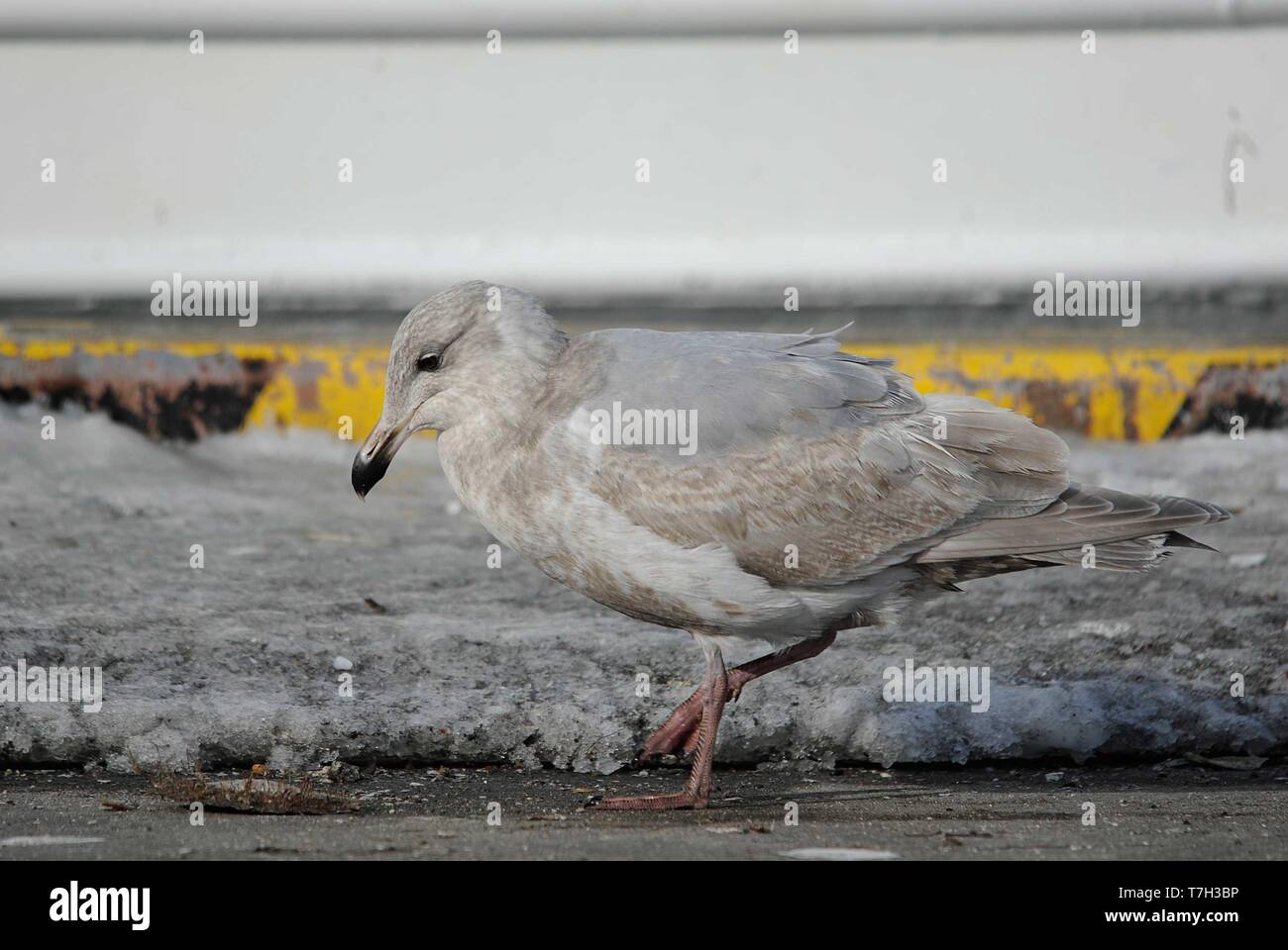 Second-winter Glaucous-winged Gull (Larus glaucescens) wintering in harbour of Rauso on Hokkaido, Japan. Stock Photo