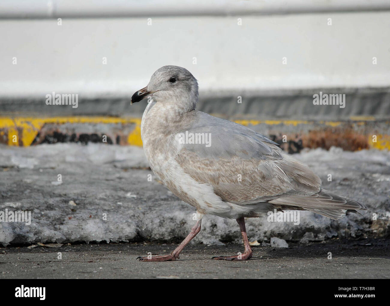 Second-winter Glaucous-winged Gull (Larus glaucescens) wintering in harbour of Rauso on Hokkaido, Japan. Stock Photo