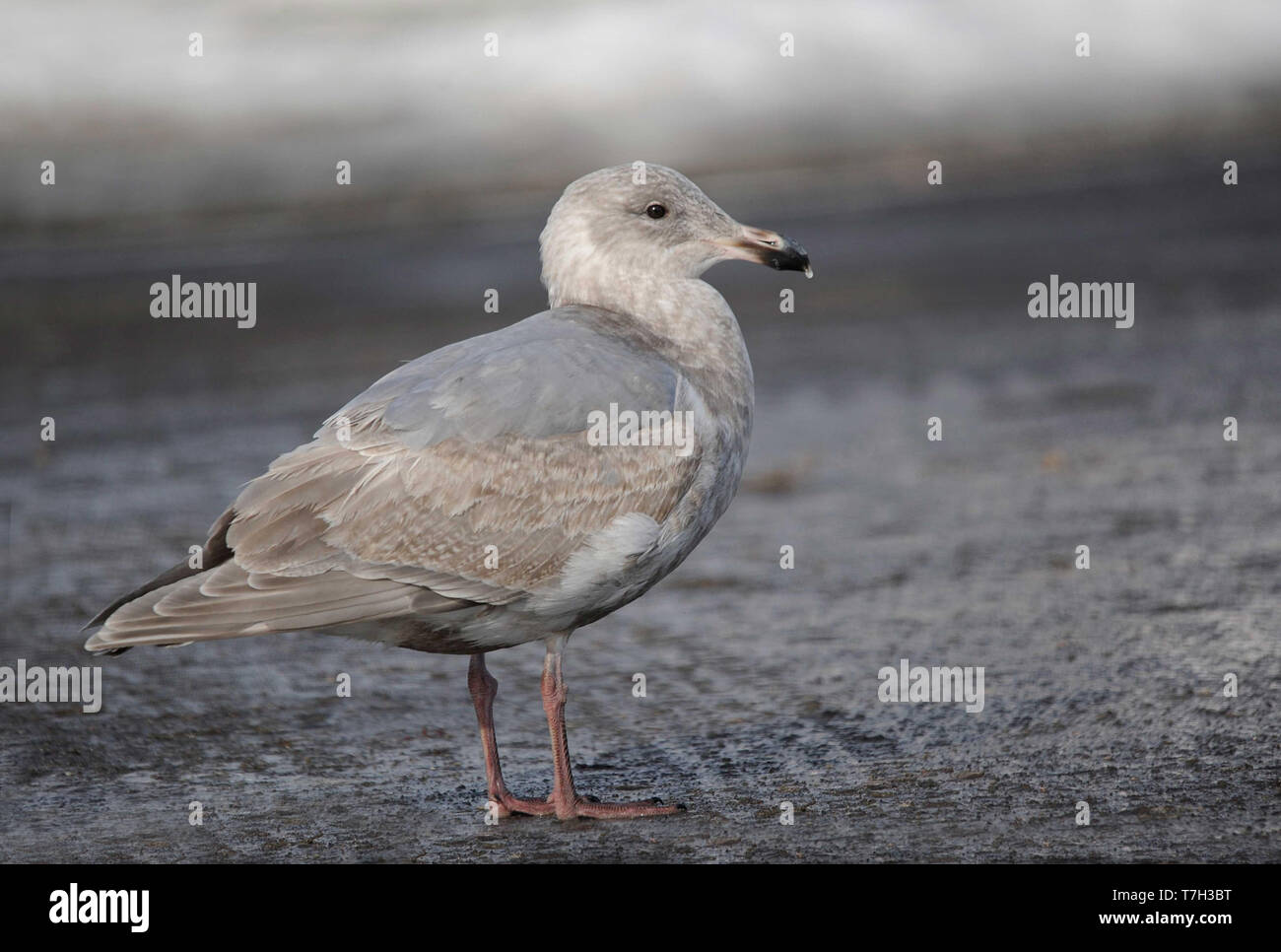 Second-winter Glaucous-winged Gull (Larus glaucescens) wintering in harbour of Rauso on Hokkaido, Japan. Standing on the pier. Stock Photo