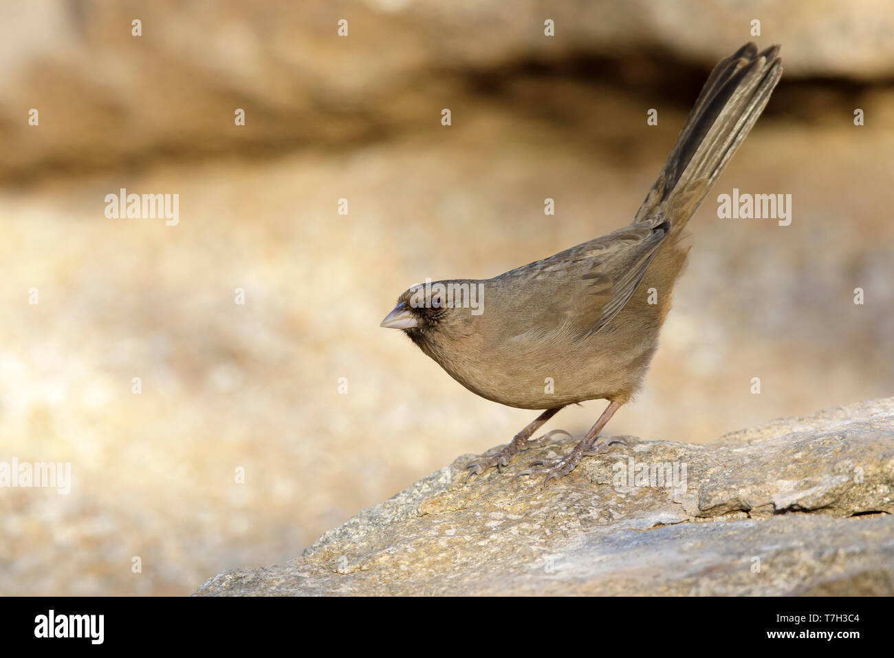 Adult Abert's Towhee (Melozone aberti) perched on a rock in Maricopa Co., Arizona, United States. Stock Photo