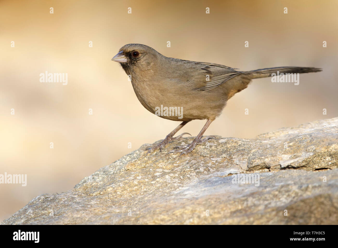 Adult Abert's Towhee (Melozone aberti) perched on a rock in Maricopa Co., Arizona, United States. Stock Photo