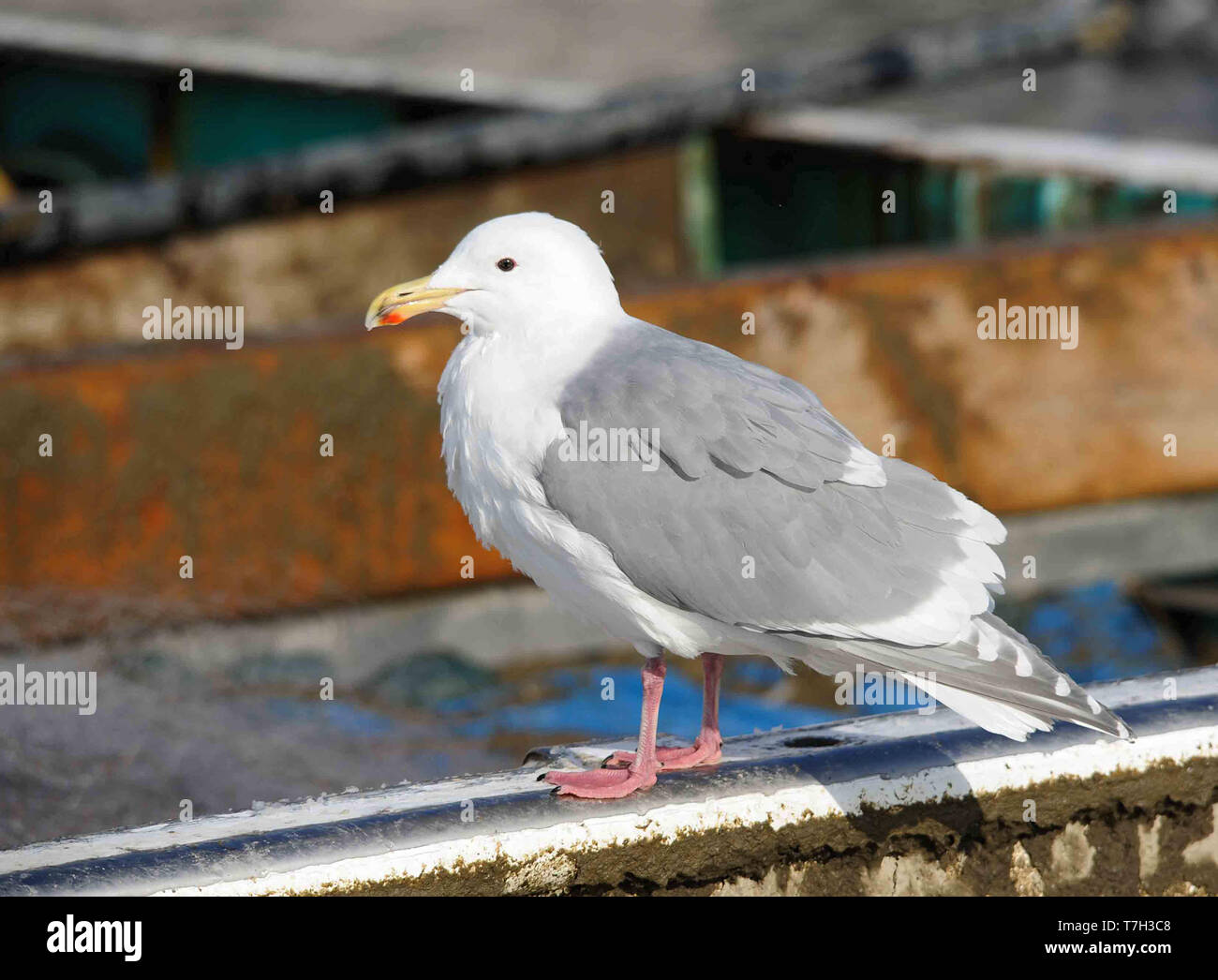 Adult Glaucous-winged Gull (Larus glaucescens) in summer plumage during late winter in the harbour of Rauso, Hokkaido, Japan Stock Photo