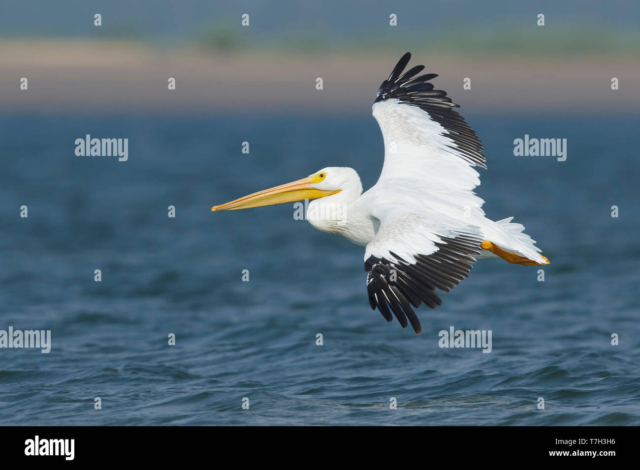 Adult American White Pelican (Pelecanus erythrorhynchos) in flight over lake in Deschutes County Oregon during late summer. Stock Photo