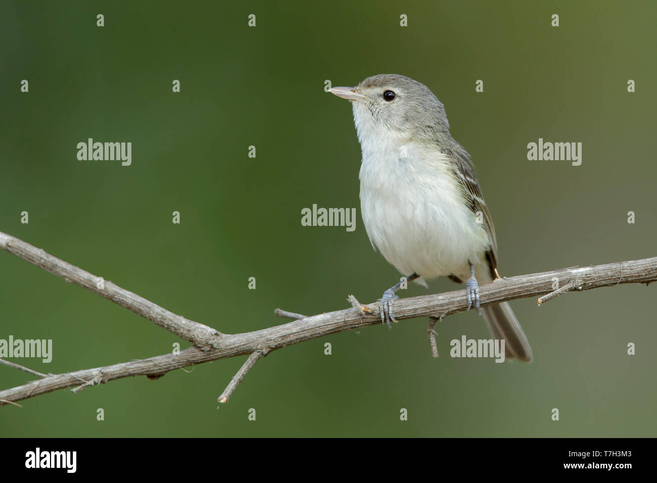 Adult Least Bell's Vireo (Vireo bellii pusillus) perched on branch in  Los Angeles Co., California, United States in spring Stock Photo