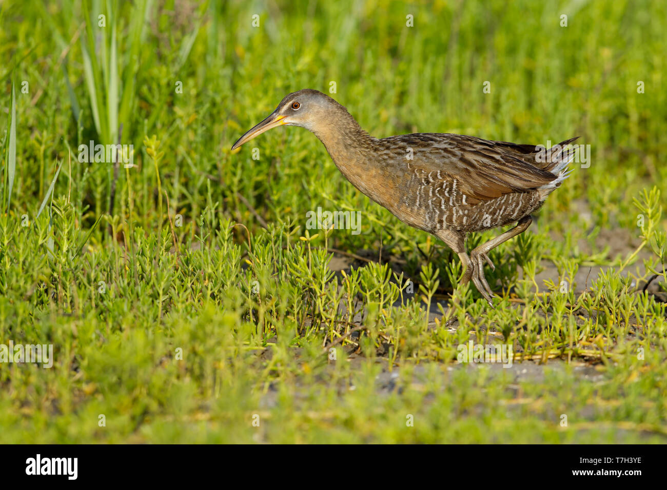 Adult Clapper Rail (Rallus crepitans) walking right out in the open in coastal salt marsh in Galveston Co., Texas, USA. Stock Photo