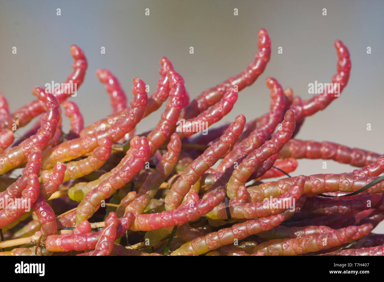 Close-up of Common glasswort (Salicornia europaea) in autumn on a German Wadden Island in the North Sea. Stock Photo