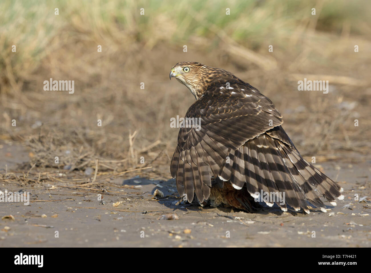 Immature Cooper's Hawk (Accipiter cooperii)  sitting on top of a caught prey in Chambers County, Texas, USA. Shielding its kill from rivals. Stock Photo