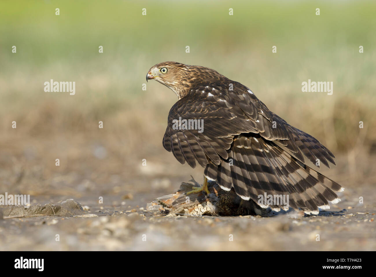Immature Cooper's Hawk (Accipiter cooperii)  sitting on top of a caught prey in Chambers County, Texas, USA. Shielding its kill from rivals. Stock Photo